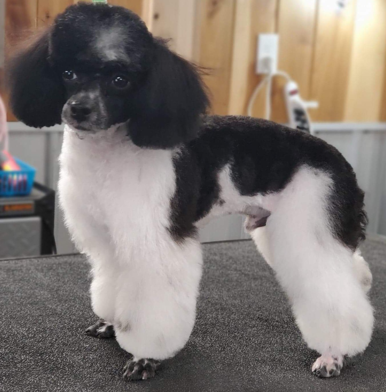 Cavapoos, Cockapoos, and Poodles from Bon Temps Doodles