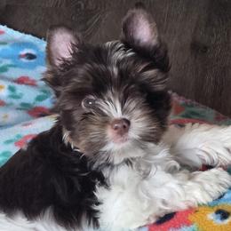 Yorkshire Terriers from Bridget Dykema