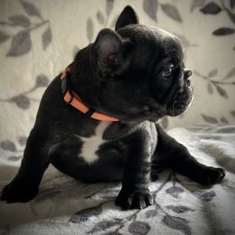 French Bulldog Puppies from HazyDayFrenchies