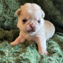 Ceasar - White male Pug puppy in Tucson, Arizona from Cactus Pugs & Hugs