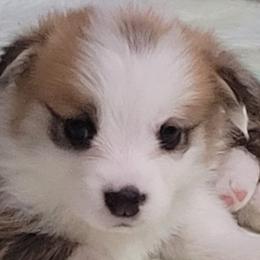 Pembroke Welsh Corgis from Cajun Creek's