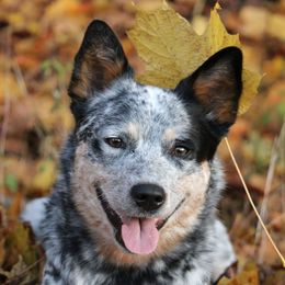 Willow - Australian Cattle Dog