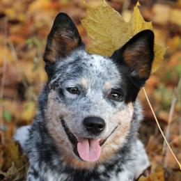 Willow - Australian Cattle Dog