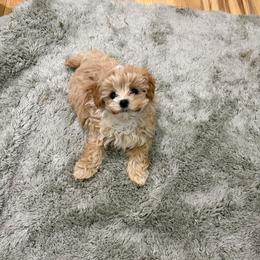 Adonis - Apricot male Maltipoo puppy in Delran, New Jersey from HMH’s Maltipoos & Cavaliers