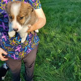Dixie- Yellow Collar - Brindle female Border Collie puppy in Chester, Vermont from Countryside Border Collies