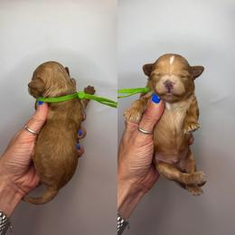 Buzz - Red  male Goldendoodle puppy in Hot Springs, Arkansas from Hot Springs Kennels