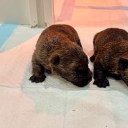 Brindle boy 2 - Brindle male Scottish Terrier puppy in Wellston, Ohio from White Apple Kennel