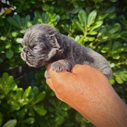 Diva - Tricolors female French Bulldog puppy in San Diego, California from Hlop Frenchies LLC