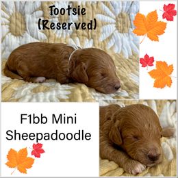 Sheepadoodle Puppies from Skye Valley Doodles