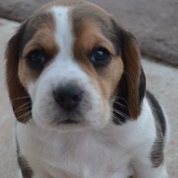 Beagle puppies from Badland Kennel