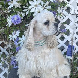 Loopy - Cocker Spaniel