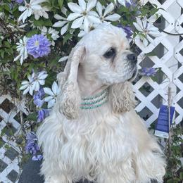 Loopy - Cocker Spaniel