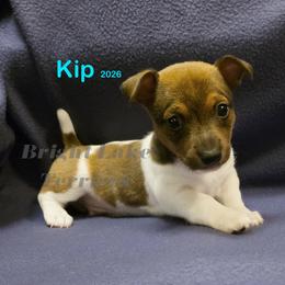 Kip - White and sable male Teddy Roosevelt Terrier puppy in Milaca, Minnesota from Bright Lake Terriers