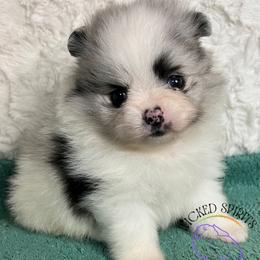AKC SAREK - Blue merle male Pomeranian puppy in Watkins Glen, New York from Wicked Spirits Pomeranians
