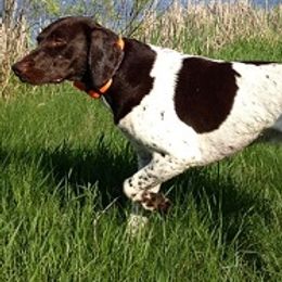German Shorthaired Pointers from Shining Star GSP LLC