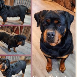 Dina - Rottweiler
