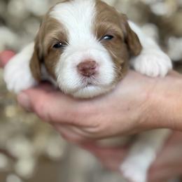 Bama - Parti female Goldendoodle puppy in Yuciapa, California from AlltheDoodlez_