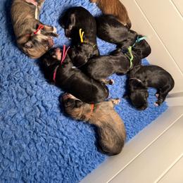 Purple - female Golden Mountain Doodle puppy in Boiling Springs, South Carolina from OlliePups, LLC