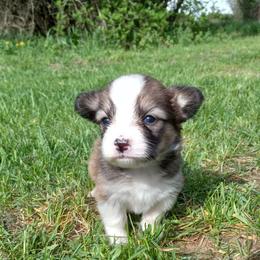 Oak - Red female Pembroke Welsh Corgi puppy in Michigan from Metzger Homestead