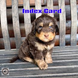 Index Card - Phantom male Bernedoodle puppy in Banner Elk, North Carolina from Walnut Tree Bernedoodles