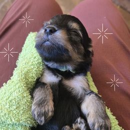 Cindy - Black and tan female Yorkipoo puppy in San Diego, California from TheSocialk9