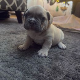 Bear - Blue fawn male French Bulldog puppy in West Hempstead, New York from Long Island Frenchie