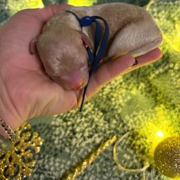 Polo - Apricot male Goldendoodle puppy in Anderson, South Carolina from Cackalacky Companions
