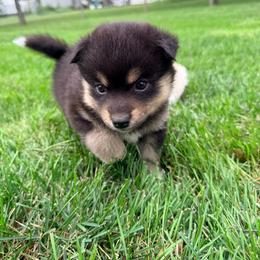Ellis - Tri-color female Pomsky puppy in Doon, Iowa from Luxury Pomsky