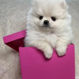 Cream Girl - Cream female Pomeranian puppy in Lehi, Utah from Candy Shop Poms