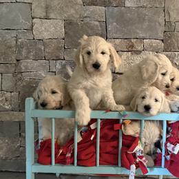 Golden Retriever Puppies from Evergreen Snow Doodles