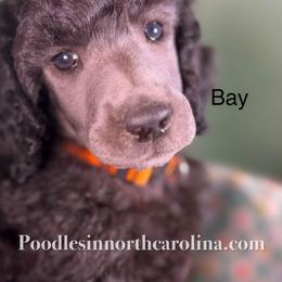Bay - Silver male Poodle puppy in Greenville, North Carolina from Grace Poodles