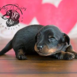 Licorice - Black and tan male Dachshund puppy in Fultonville, New York from Sandy Aussies & Pomeranians