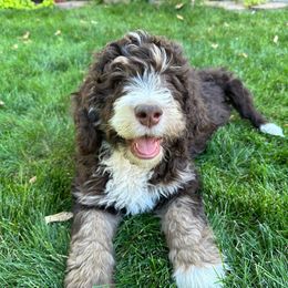 Tan - Bernedoodle puppy from Sweet Tea Kennels