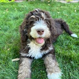 Tan - Bernedoodle puppy from Sweet Tea Kennels