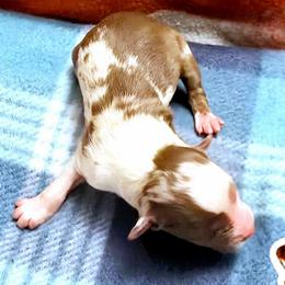 Mallory - Red merle female Miniature Australian Shepherd puppy in Punta Gorda, Florida from Christie's Creekside Aussies