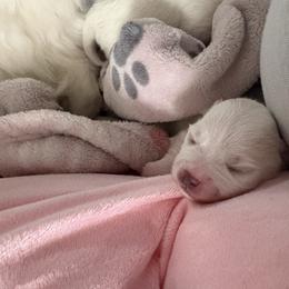 Female 2 - White female Pomeranian puppy in Rhode Island from Heartfelt Kennels