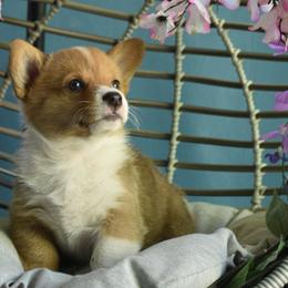 Girl 2 - Red Pembroke Welsh Corgi puppy in Gig Harbor, Washington from Pacific Northwest Pembroke Welsh Corgis