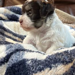 Abigail - White female Havanese puppy in Starr, South Carolina from Home with Havanese