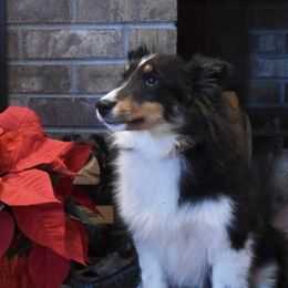 Belle - Shetland Sheepdog