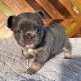 Maggie - Tricolors female French Bulldog puppy in Klamath Falls, Oregon from Brittany's French Bulldogs