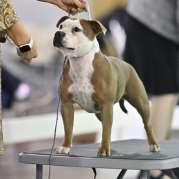 Dasiy - Staffordshire Bull Terrier