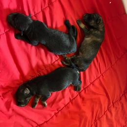 First pick female - Black female German Shepherd puppy in Lucasville, Ohio from Trusting Hearts Kennel