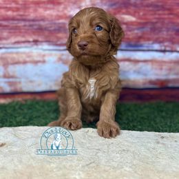 Blue boy - Red male Australian Labradoodle puppy in Waxahachie, Texas from Dallas Labradoodles