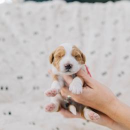 Biscuit - Red female Bernedoodle puppy in Murray, Utah from Sun Valley Doodles