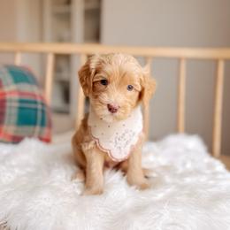 Partridge - 12 Days of Christmas - Apricot male Goldendoodle puppy in Syracuse, Indiana from The Doodle Cove