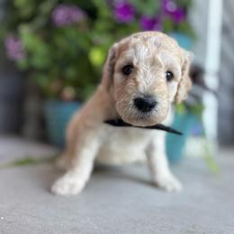 Dean - Apricot male Goldendoodle puppy in Camden, North Carolina from Oopsie Doodles of NC