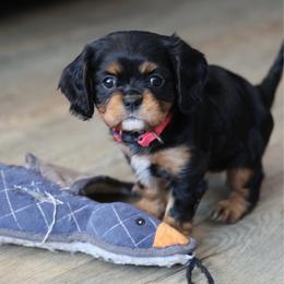 Nessa - Black and tan female Cavalier King Charles Spaniel puppy in Payette, Idaho from Stonewick Retrievers