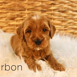 Bourbon - Red  male Goldendoodle puppy in Casa Grande, Arizona from AzDoodle Dandies