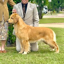 Pandora - Golden Retriever