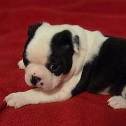 Jo. Male 3 - Black and white male Boston Terrier puppy in Mc Donough, Georgia from Ballard Boston Terriers